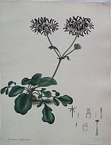 The Black-flowered Geranium.