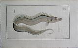 The Sand Fish.