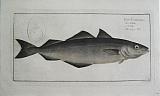 The Coal Fish