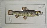 The Pike of Malabar.