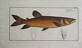 The Guinean Salmon.
