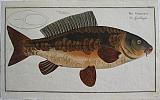 The Royal Carp.