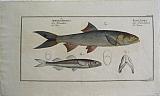 The Mediterranean Sand Smelt & The Ladyfish.