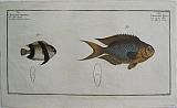 The Sapphire Damsel  & The Whitetail Dascyllus.