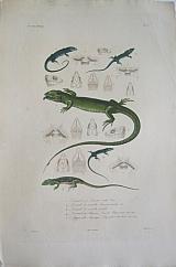 Green Lizard; Wall Lizard; Peloponnese Wall Lizard; Algyroides moreoticus.