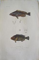 Dusky grouper/ Serranus gigas; Parrotfish/ Scarus cretensis